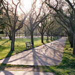 Prosvícené stromořadí