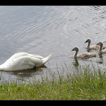 Prote labutak s labutatkama