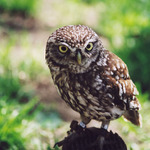 Abbassa lo sguardo!