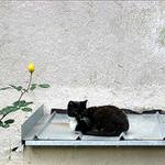 Kočka na rozpálené plechové střeše