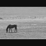 Na pasece se pase ... kun:-)