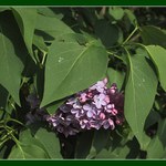 Šeříkové pozdravení