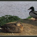 Manželé Kačerovi ...