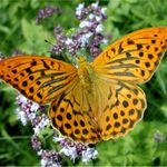 Snídani v trávě II