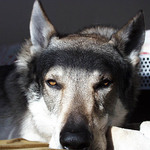 Sleepy Wolf(dog) :-)