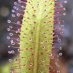 Kytka masožravá - drosera adelae