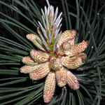 Pinus nigra