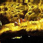 Pod hladinou akvária