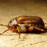 Večerný návštevník