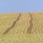 Jarní pole 17.3.2003