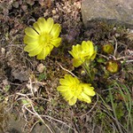 Hlaváček jarní - 29.3.2003