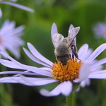 Vis, co je to <b>fcelka</b>? Tak tech mam plnej ul...
