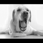 Velké labradoří zívnutí