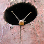 Šnečku, šnečku....