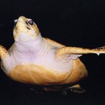 3 mile za Hobartom, Tasmania