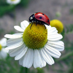 beruška na heřmánku