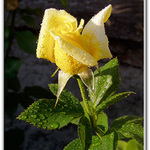 Všem fotografkám pro radost ...