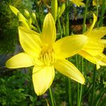 Pěkná žlutá kytička