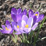 Krokus