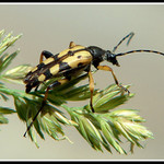 Tesařík - Rutpela maculata