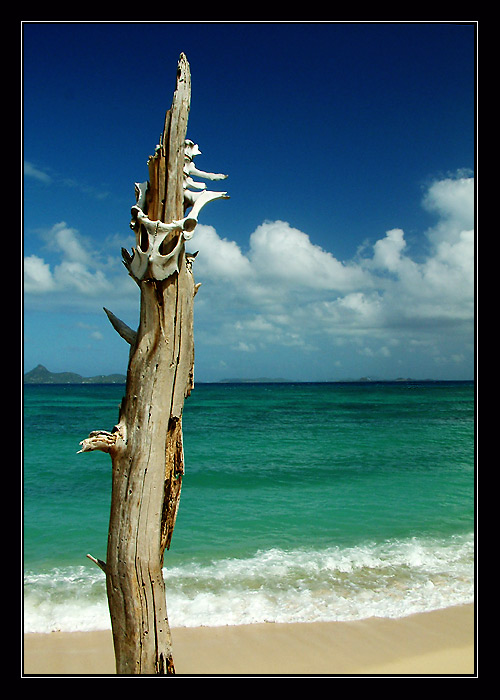 .:: Memento mori ::.