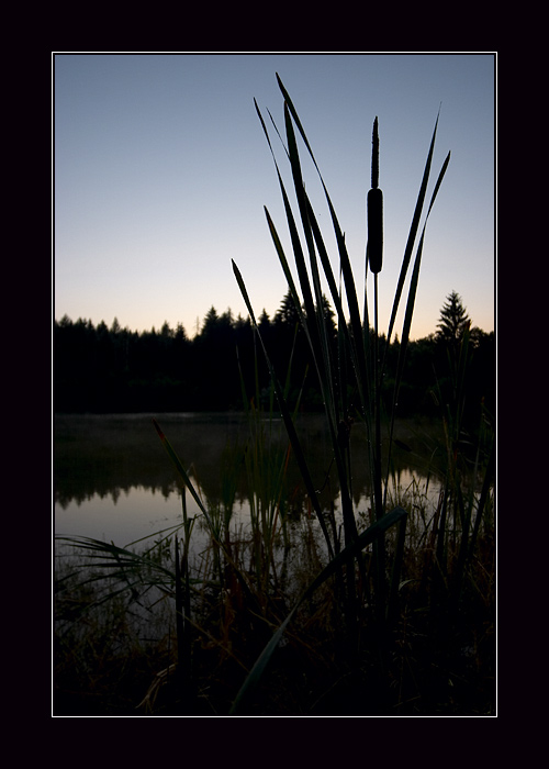 podvečerní Šumava