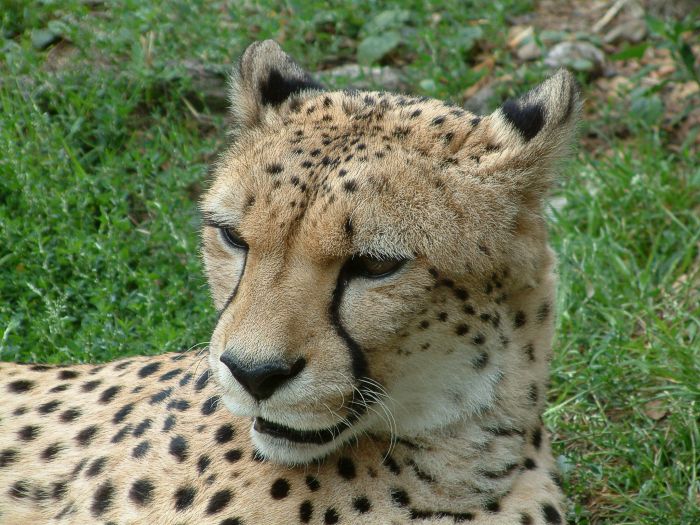 Pan Gepard