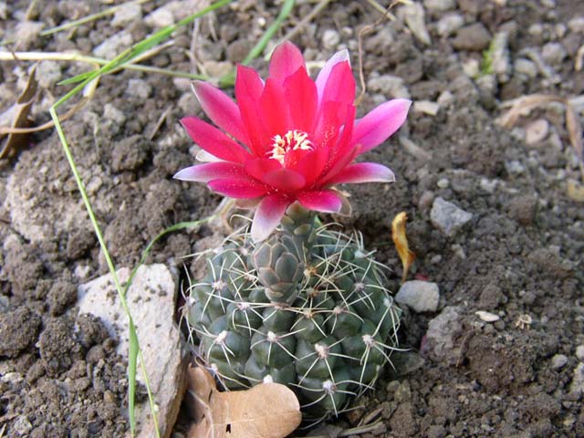 Gymnocalicium