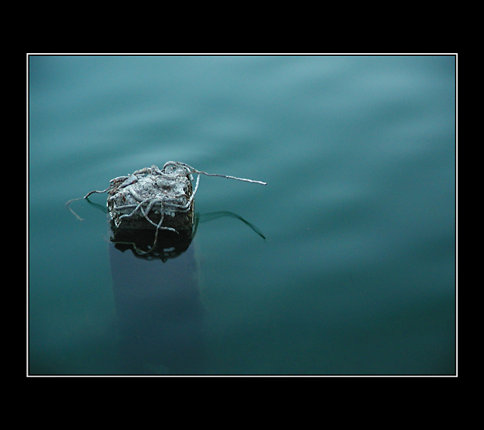 ...Meduza (zelezobetonova)...