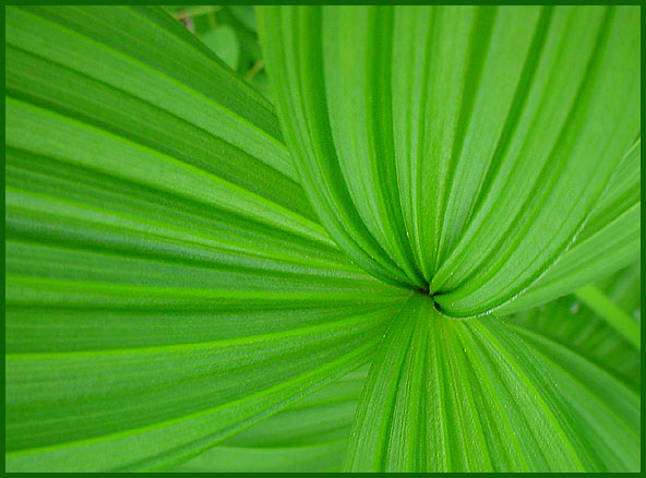 zelene linie podruhe