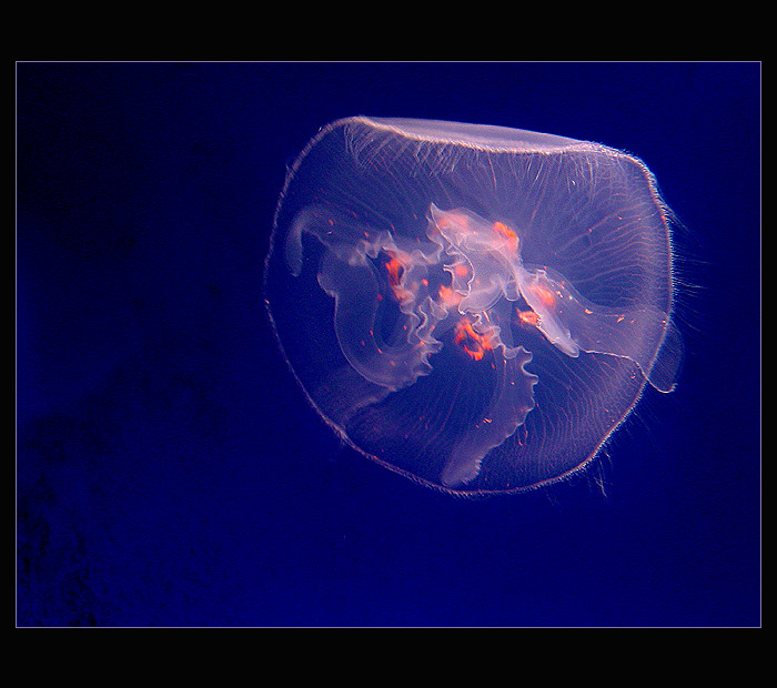 dotek medusy