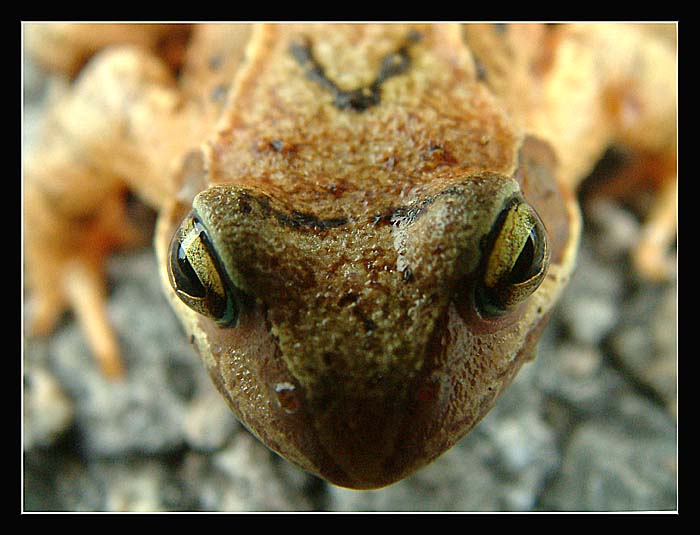 Trpělivost
