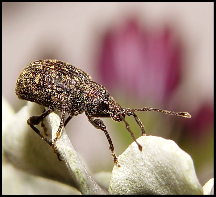 Nosatec listoroh