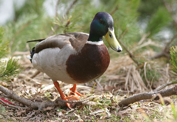 Zdolám všechny překážky