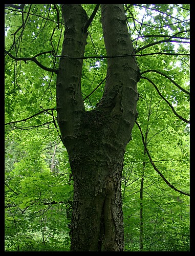 Přírodní abeceda "Y"