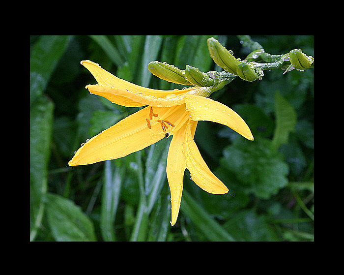 Rosa nerosa