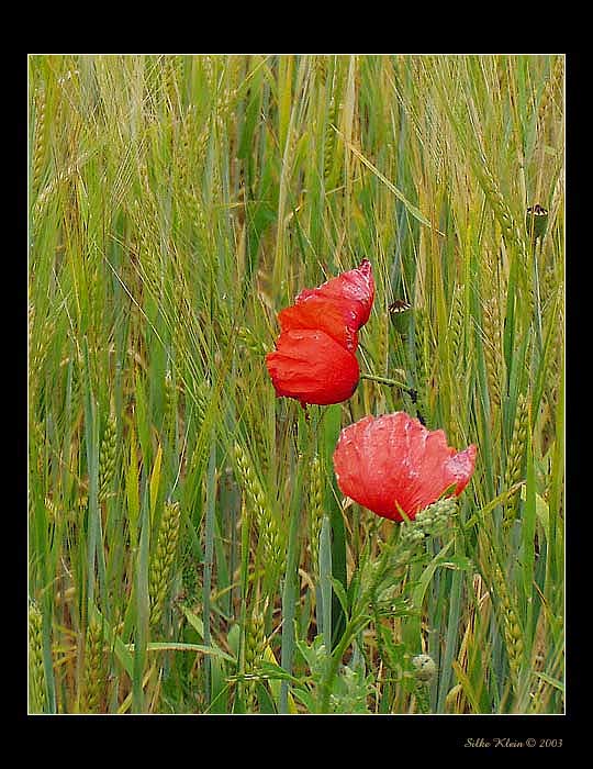 Mák v poli