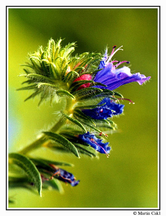 Z naší zahrádky...