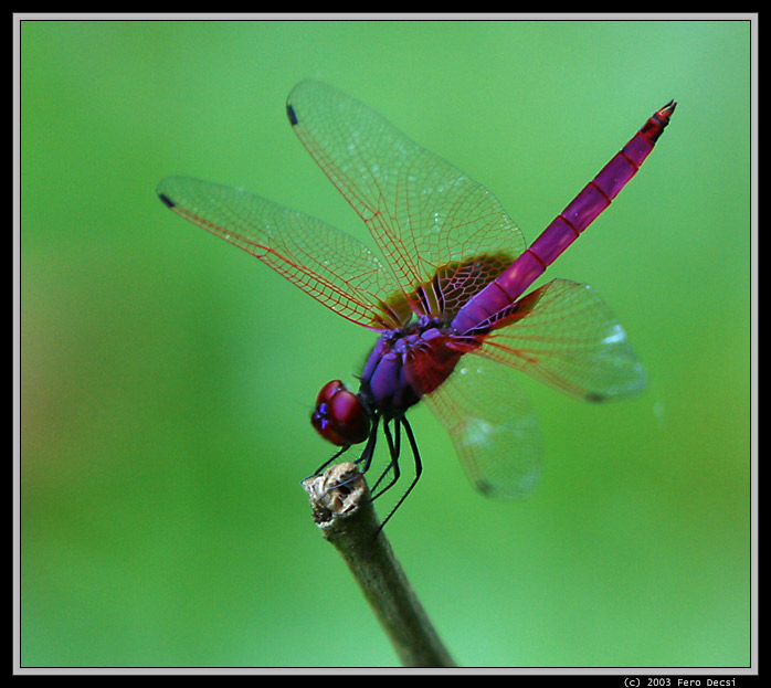 Immortal dragonfly :-)