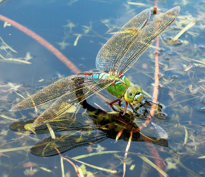 Anax Imperator