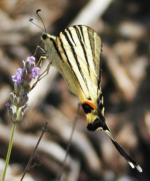 otakárek a levandule2