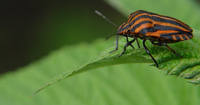 Prisera na lovu