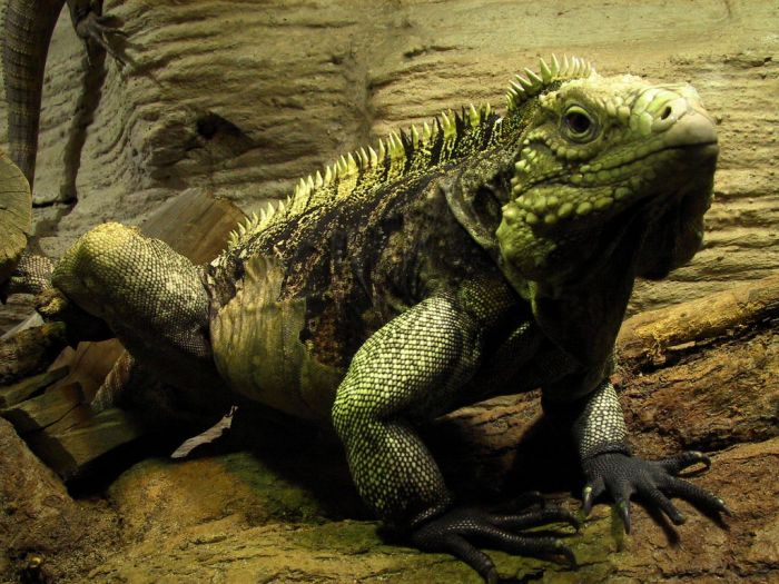 ...poslední z trilogie draků