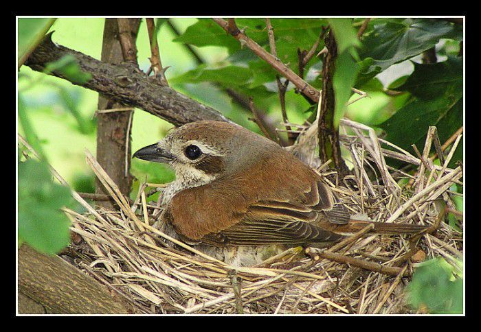 Mamka na hnízdě - díl 2