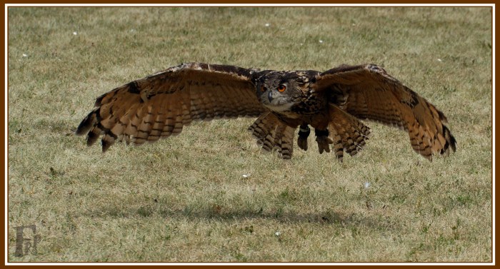 Bubo bubo