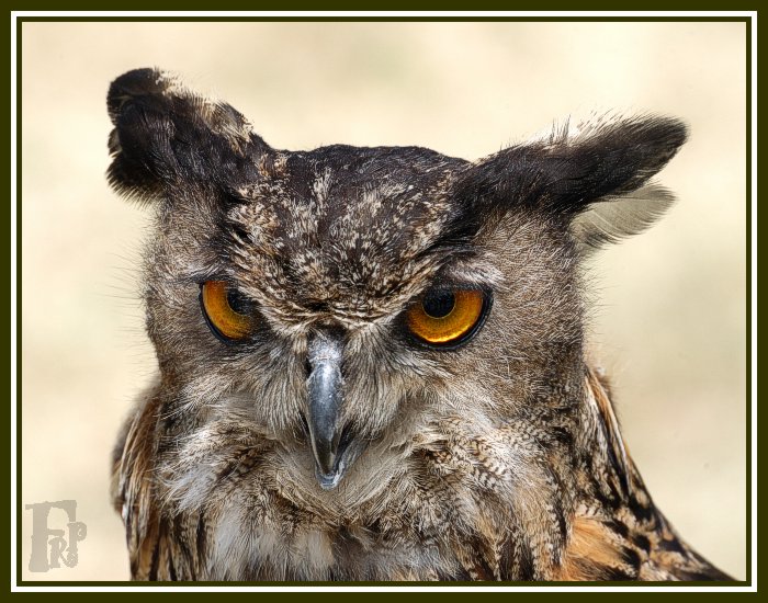 Bubo bubo - kuk
