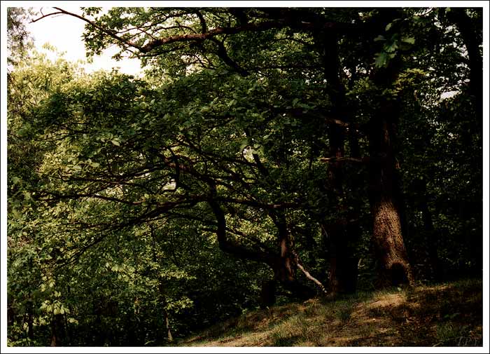 Variace na téma Les