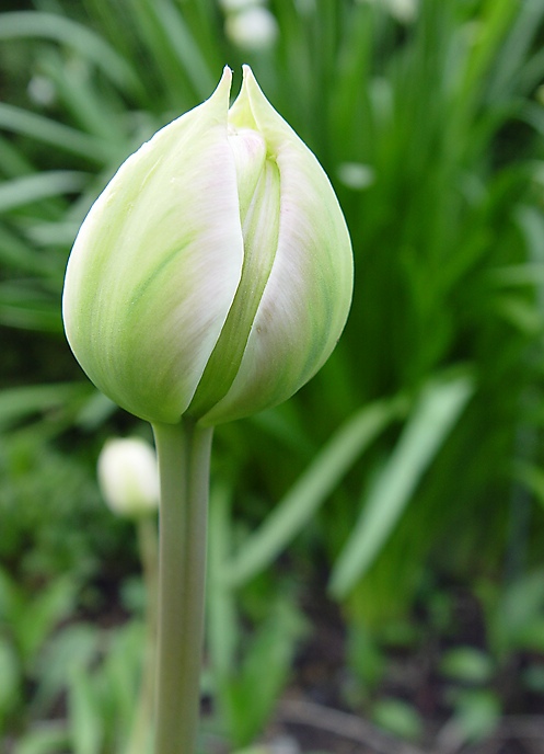 Tulipán