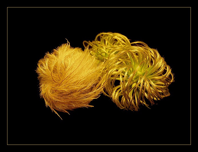 clematis
