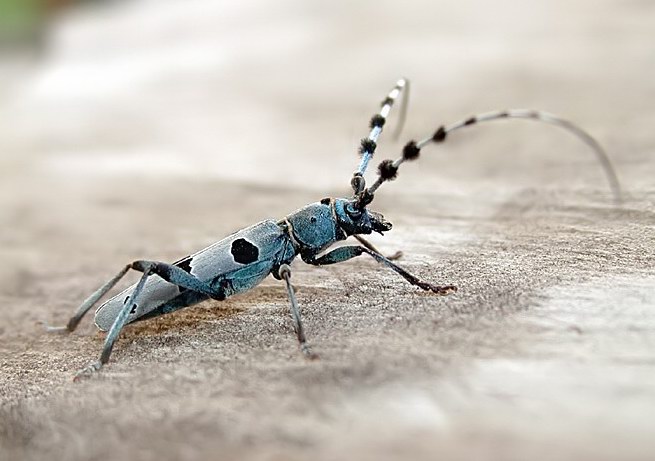 Rosalia alpina